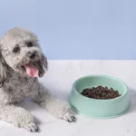 gamelle chien plastique avec croquette