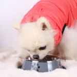 gamelle inox antidérapante pour chiot et chaton