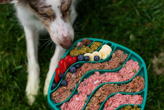 gamelle anti glouton pour chien et chat