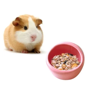 Bol pour hamster, cochon d'Inde ou lapin, en céramique résistante
