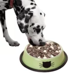 gamelle inox chat pour croquettes
