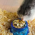 gamelle hamster colorée pour eau