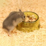 gamelle hamster colorée pour animaux