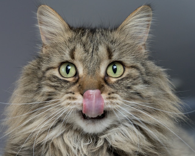 gamelle chat pour animaux