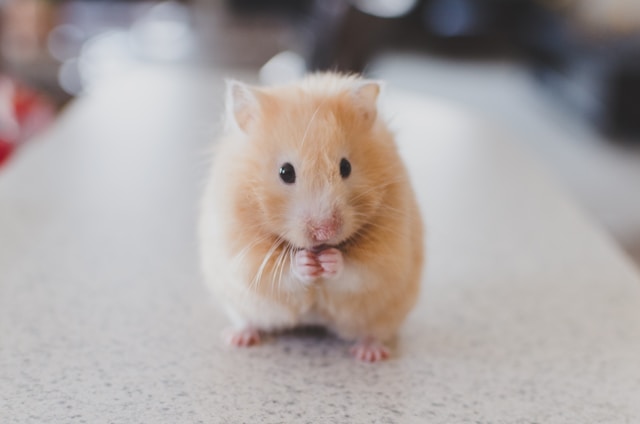 gamelle rongeur pour animaux