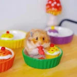 gamelle rongeur gâteau pour animaux
