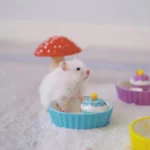 gamelle rongeur gâteau pour animal