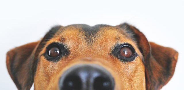 chien