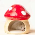 gamelle rongeur céramique pour rongeurs