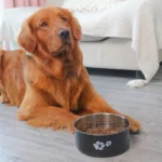 gamelle chien inox patte pour chien