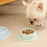 gamelle anti-glouton chat ronde pour chien