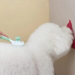 gamelle anti glouton chien triangle pour chien et chat